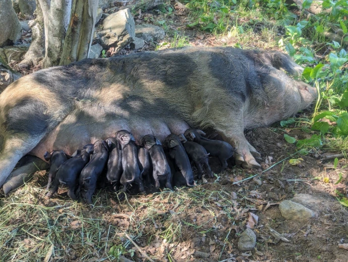 Cow Pig laying on her side nursing her beautiful littler of black piglets on grass