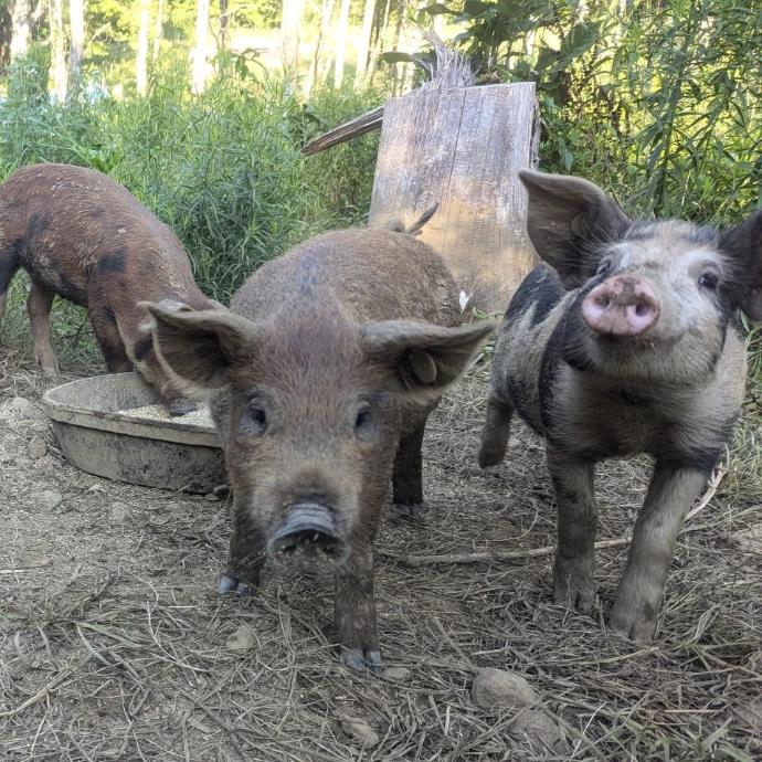 three piglets that will eventually become breeders