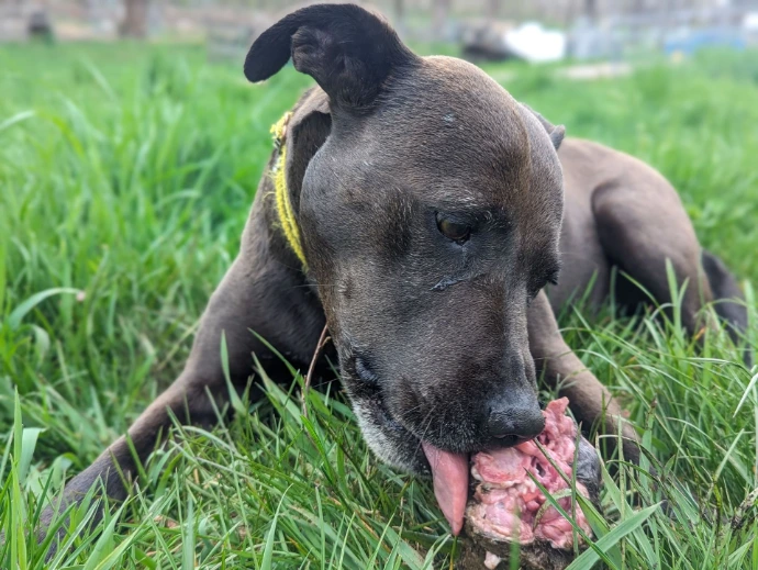 Pup in a grass field eating something dead, again