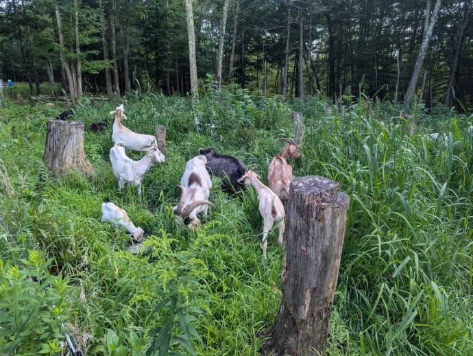 goats and sheep grazing in tall grass