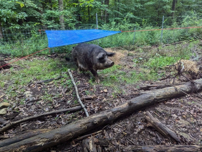 A sow walking out from under the tarp where her piglets are 
