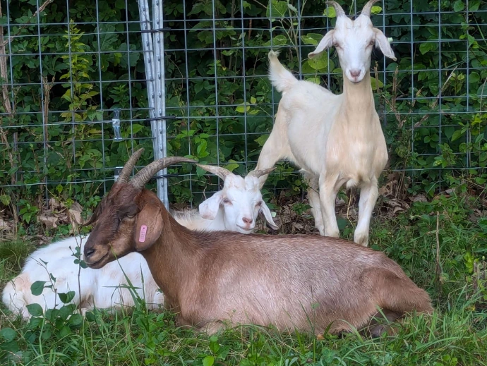 A brown goat mom relaxing with her twin boys