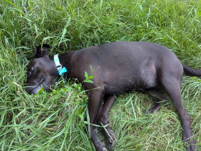 Pup lounging in grass