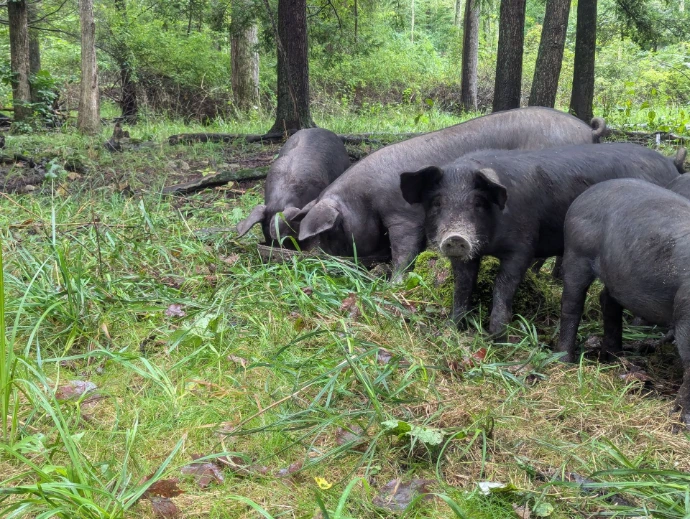 Black pigs in grass