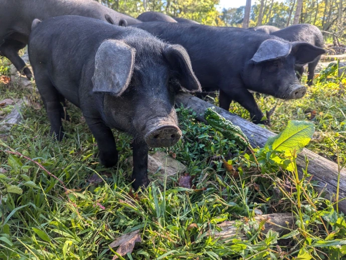 black pigs in grass