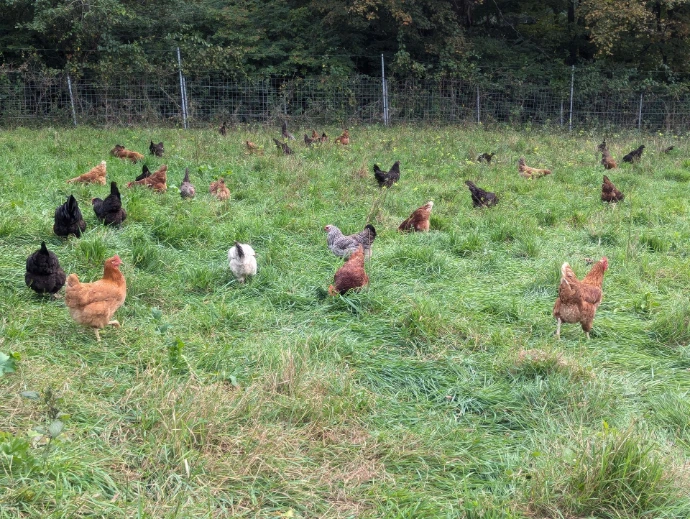 chickens spread out in a grassy field
