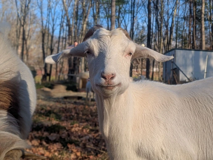 A contemplative goat chewing cud