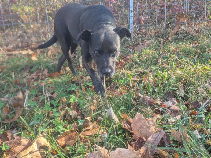Pup in grass and leaves, looking a tiny bit predatory
