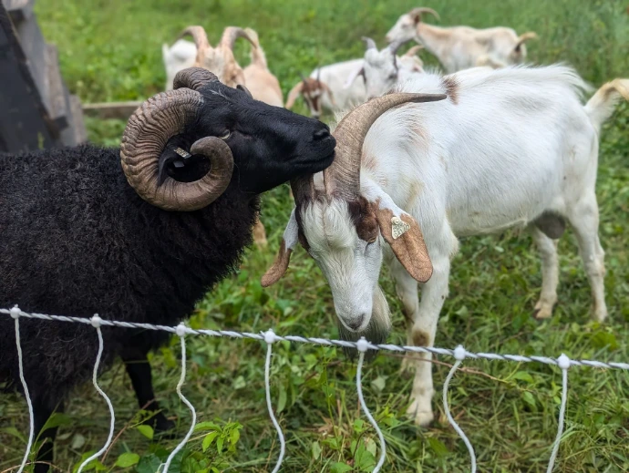 A ram and buck rubbing their faces together and wondering who is the bigger and better animal