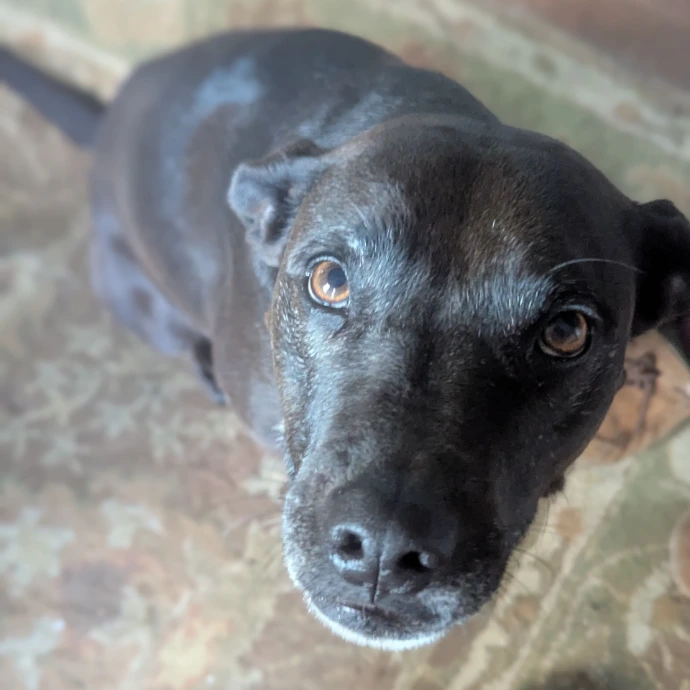 Pup looking up on a rug