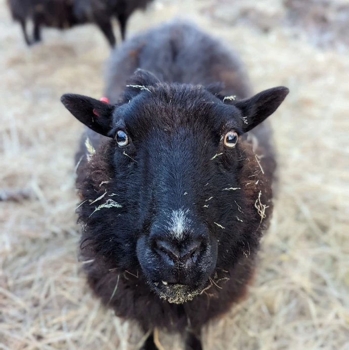 Tess our sheep with hay on her face