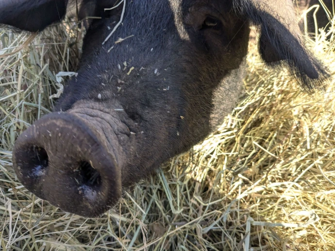 A black pig snout