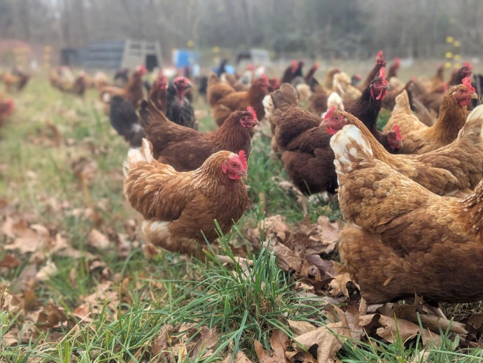Chickens on grass on a cloudy day