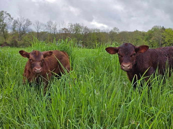 Two cows in tall grass