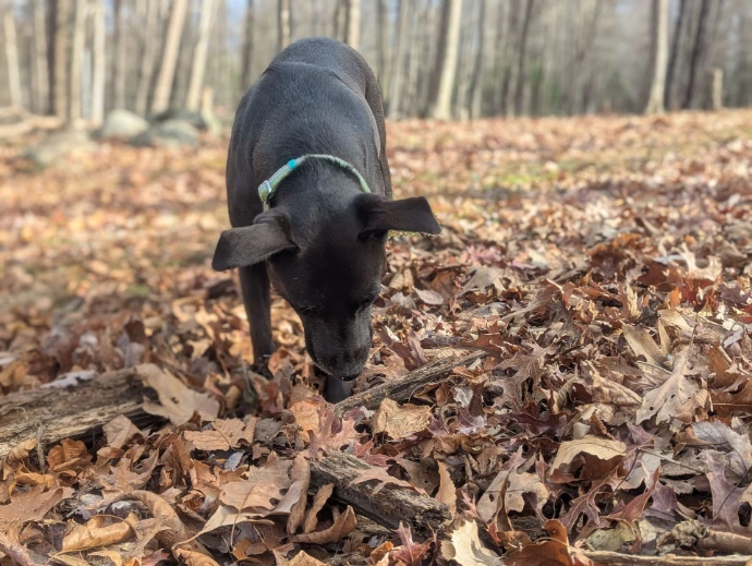Pup the farm dog in leaves, looking speculatively at the ground