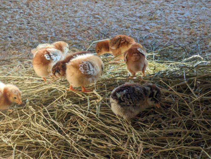baby chicks in a brooder