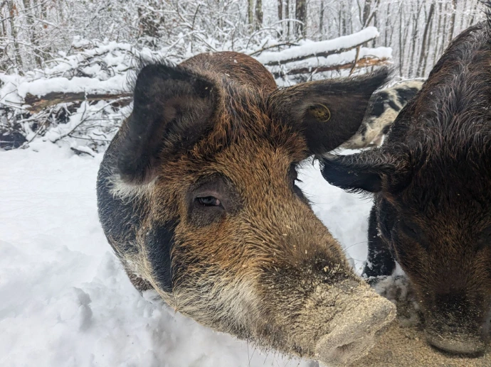 pig snouts in snow