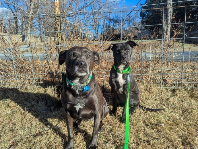 Pup the farm dog with her new puppy to train