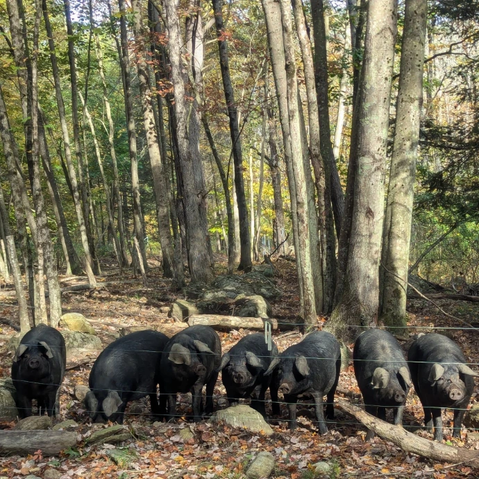 A pod of nearly harvest ready pigs at a fenceline