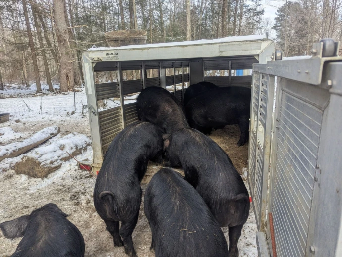 Large black pigs exploring an aluminum transport trailer in snow