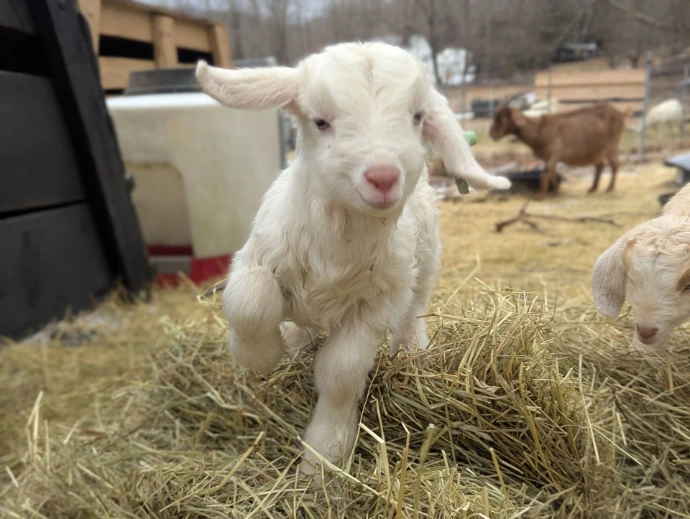 A baby Kiko goat running with its ears flapping