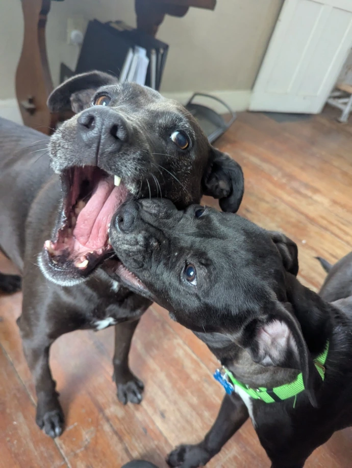 Ruff biting Pup's face, adorably