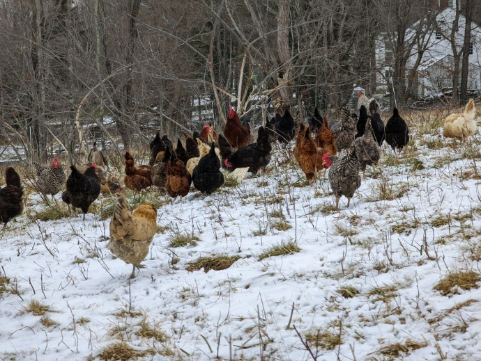 Chickens on pasture in snow