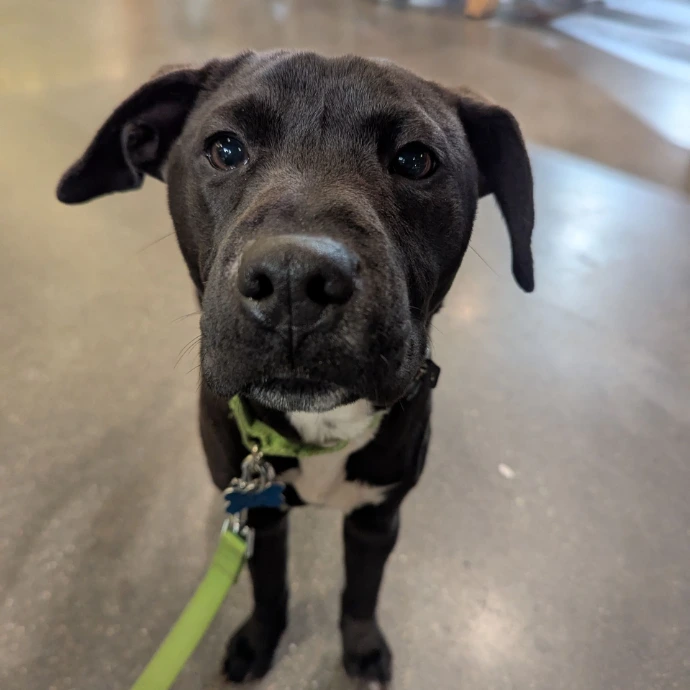 Ruffles the new farm dog looking cute on a leash