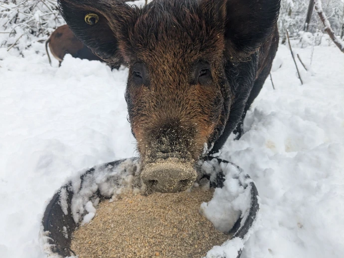 A relatively big pig eating from a rubber bowl of feed in snow