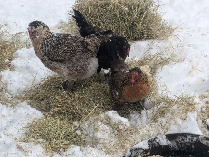 Chickens gathered on flakes of hay in deep snow