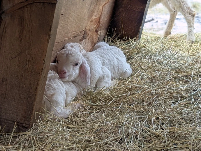 Two baby goat kids snuggling in a hay pile in a shelter