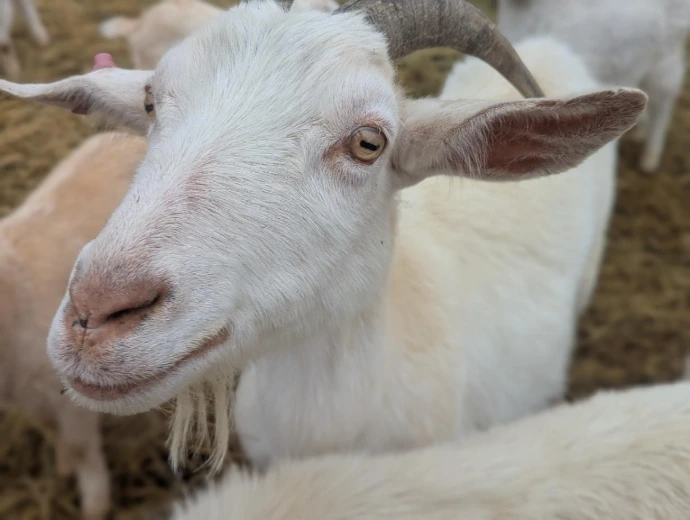 A female goat with a beard and horns smiling