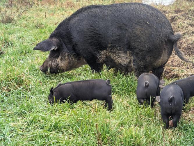 A big mom pig with small pigs on grass