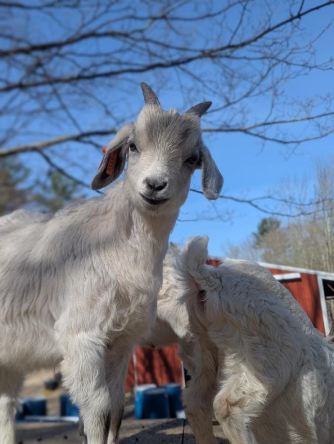 A baby goat looking inquisitively at the camera with a hay barn in the background