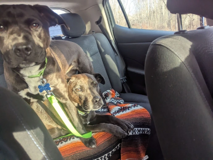Pup and Ruffers in the car