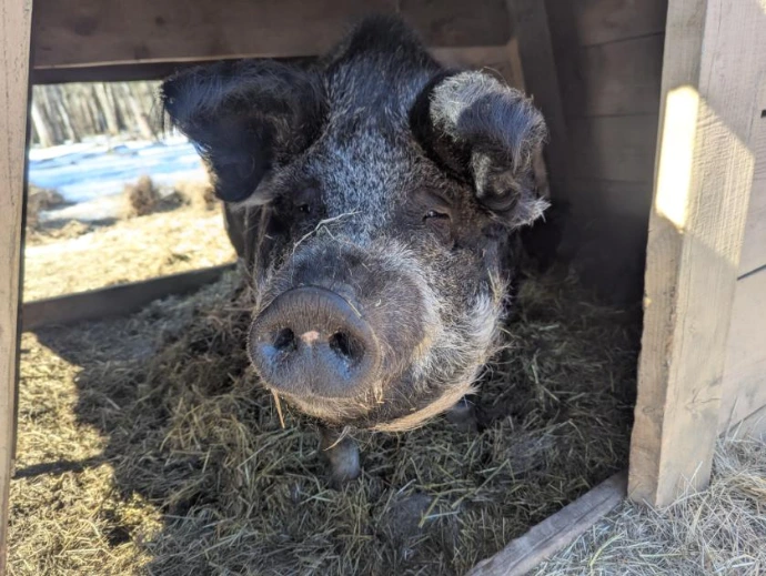 A big pig in a wooden shelter, close up on her snoot