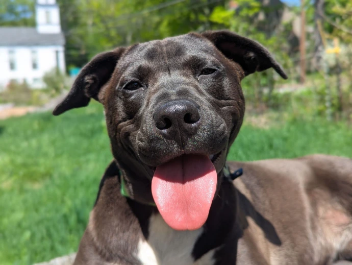 Ruffles McDooganFace panting 