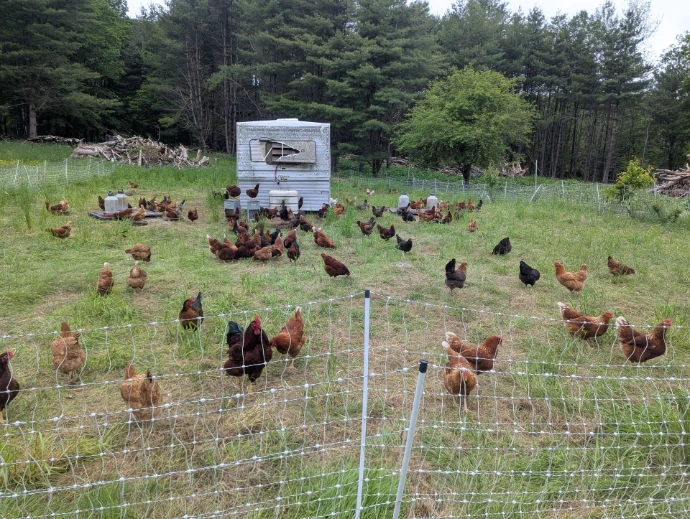 Chickens grazing near their mobile coop on grass
