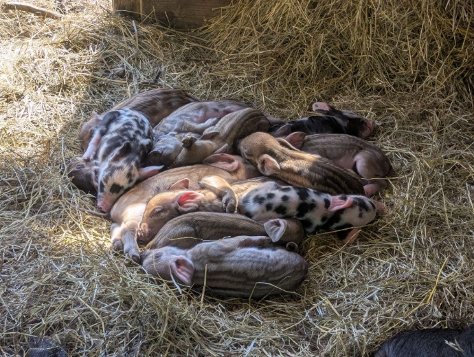 A pile of striped, dotted, and multicolored piglets in hay