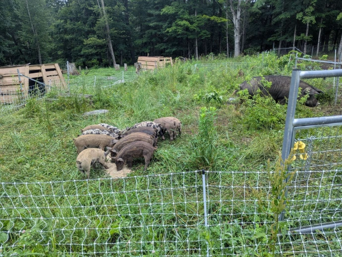 Stripey and spotty piglets eating feed in grass