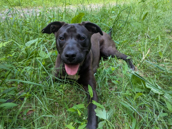 Ruffles McDoggerFaceHole panting in grass