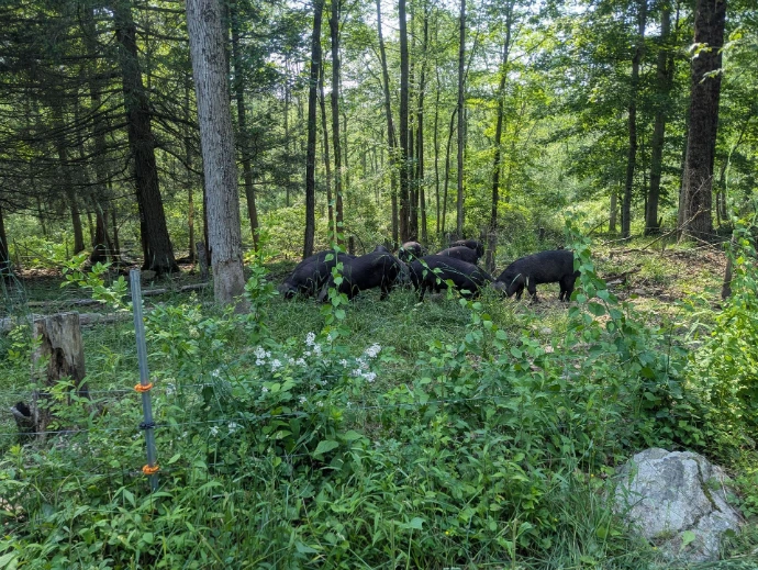 Black pigs in grass/woods