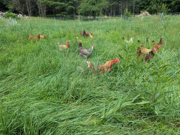 Chickens in grass
